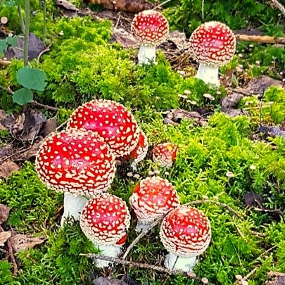 Fliegenpilz Makro- und Hochdosierung